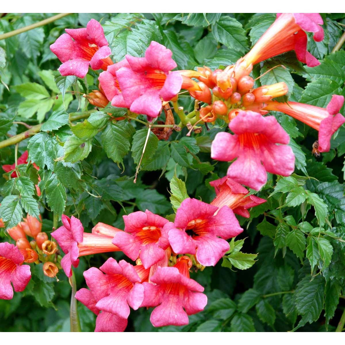 Almindelig Trompetblomst