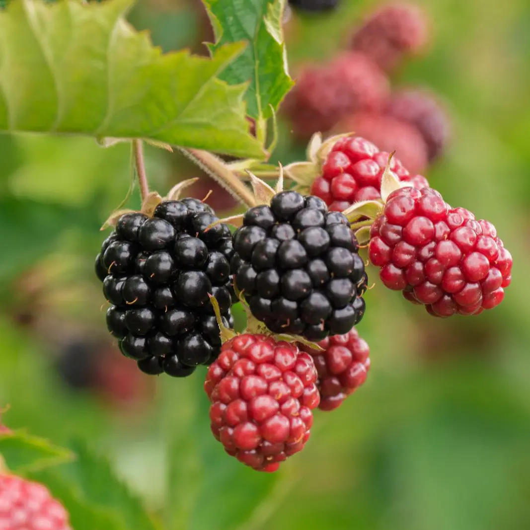 Brombær Chester Thornless