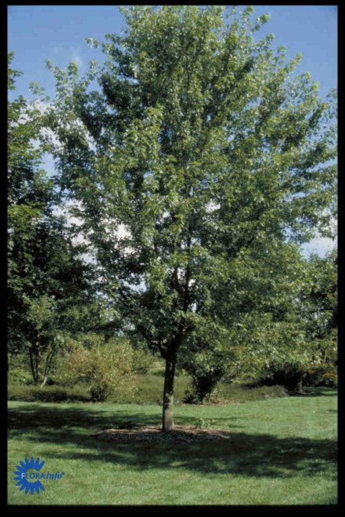 Acer saccharinum, Sølvløn, Stort kraftigtvoksende ofte flerstammet træ 20-25 m. Bred krone. Blade 5-lappede med spidse lapper. Lysegrønt med sølvhvid underside. Gule høstfarver. Sol til halvskygge. Fugtighedsbevarende jord. Tåler byklima. Anvendes som fle