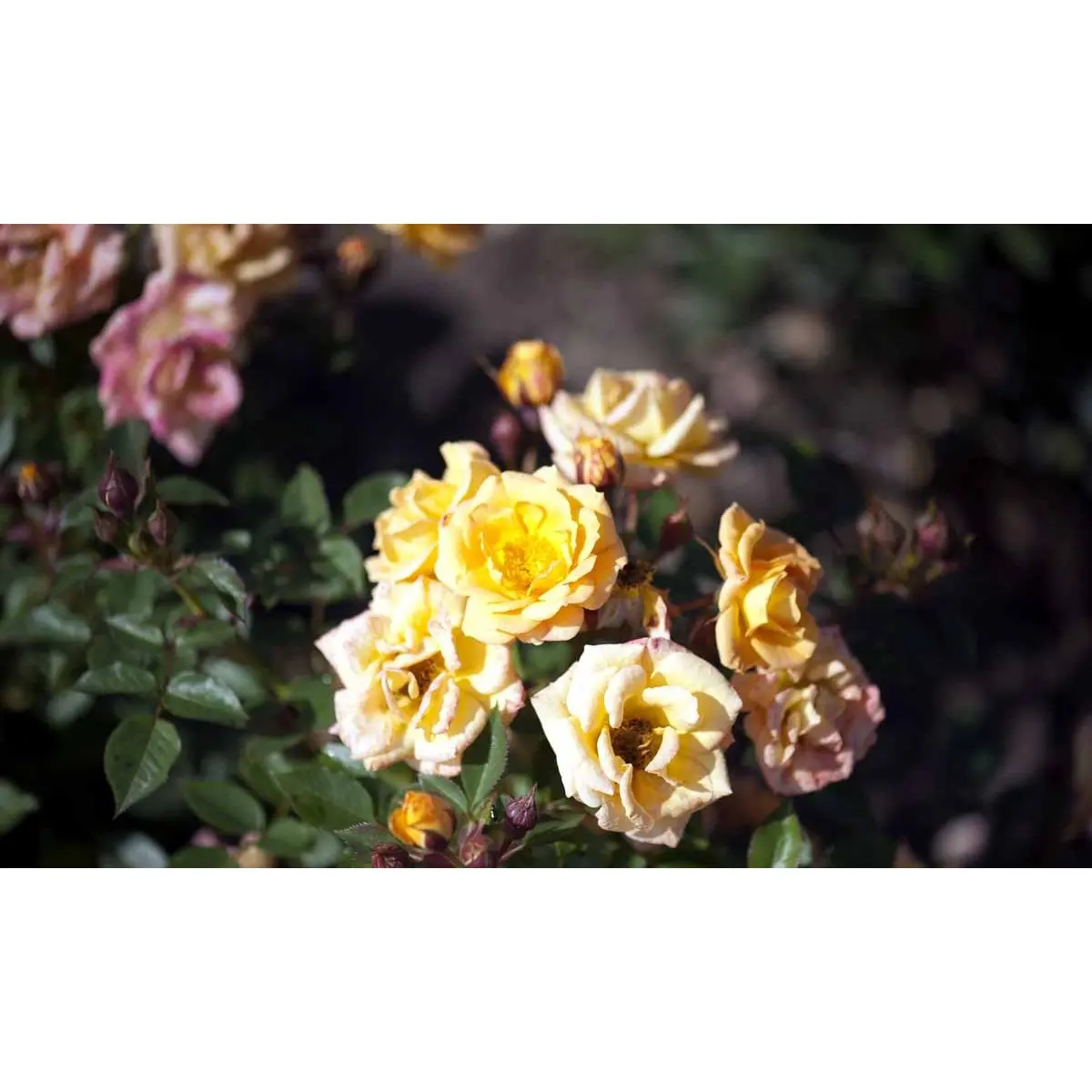 &apos;Flaming Cover&apos;®