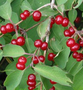 Lonicera xylosteum, Dunet Gedeblad, Høj busk, bred, overhængende. Små, gullig-hvide, maj. Grågrønt. Sol-skygge, robust, tåler blæst. Giver godt jorddække under større træer.