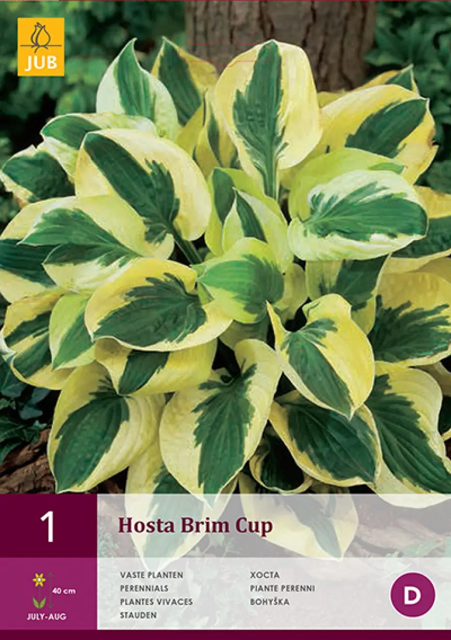 Funkia 'Brim Cup' - Potte 1 liter