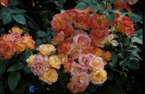 Rosa x Masquerade, Buketrose Masquerade, Skarlagenrøde blomster. Højde 70-90 cm. Kraftig vækst, opretvoksende.