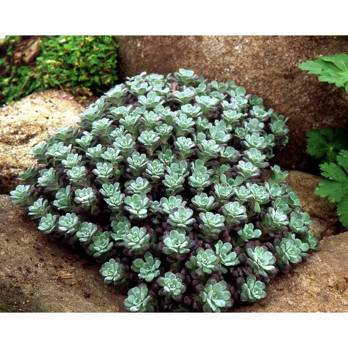 Pudret Stenurt 'Purpureum' - 10 cm. Potte