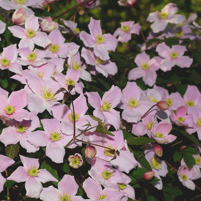 Klematis montana Elizabeth