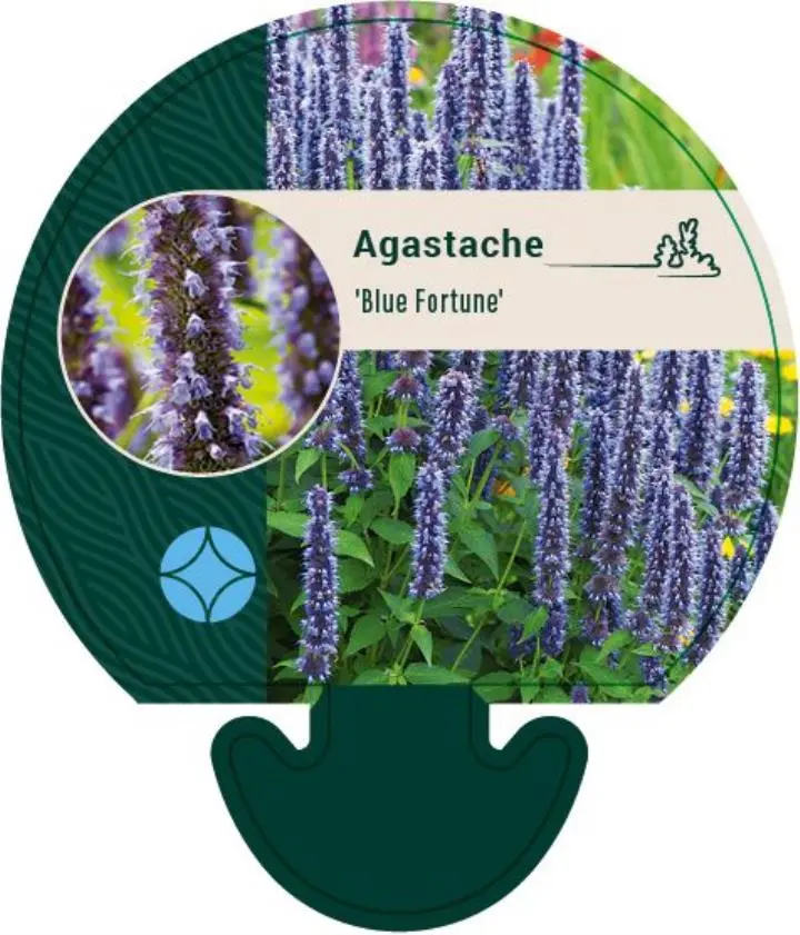 Anis Isop 'Blue Fortune' - Potte 0,8 Liter