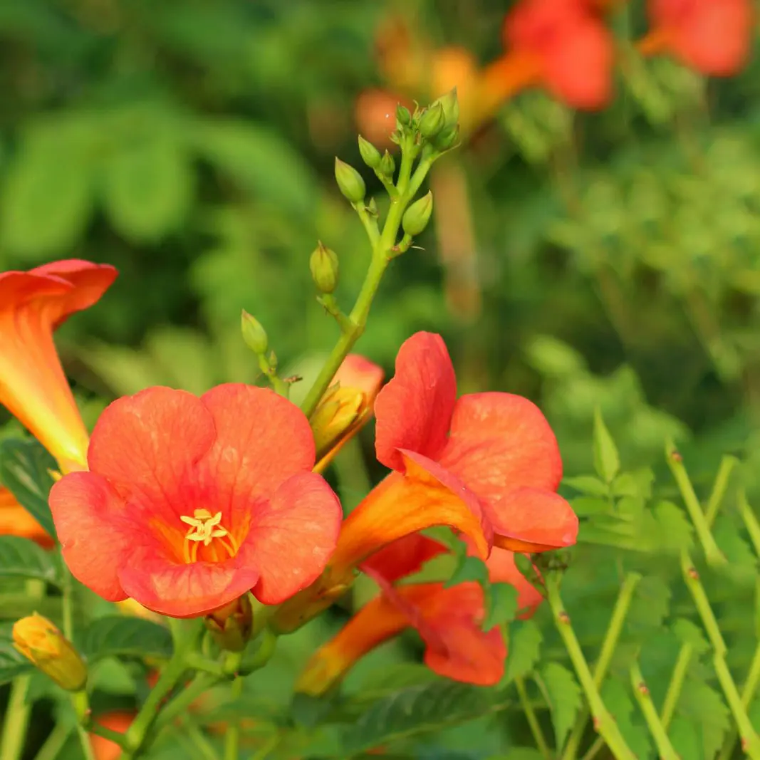 Trompetblomst Madame Galen