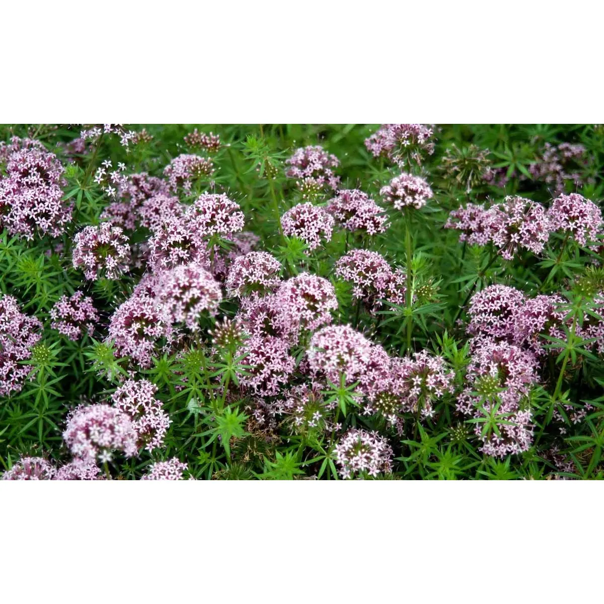 Rosenskovmærke - 10 cm. Potte