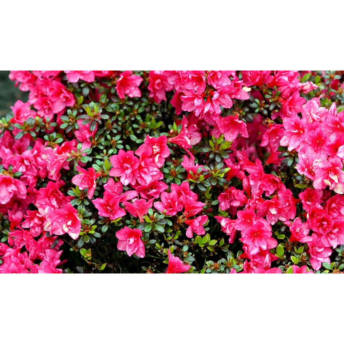 &apos;Gislinde&apos;