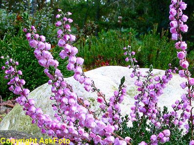 Calluna vulgaris H.E.Beale, Efterårslyng H.E.Beale, H.E.Beale. Store, fyldte, laksrosa blomster i lange stande aug. - nov. Mørkt grønligt løv, der får et brunligt skær om vinteren. Kraftig, bred vækst, ca. 40 x 50 cm.