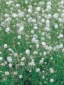 Gypsophila paniculata Schneeflocke, Flerårig brudeslør Schneeflocke, Populærnavn:&amp;#160; Flerårig Brudeslør Placering:&amp;#160; Fuld sol - i letmuldet eller sandet jord. Blomstring:&amp;#160; Juli-august Farve:&amp;#160; hvid Højde:&amp;#160; 100 cm A