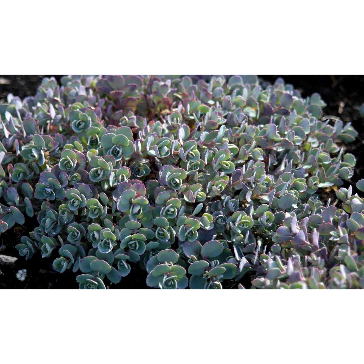 Japansk Stenurt 'Lidakense'