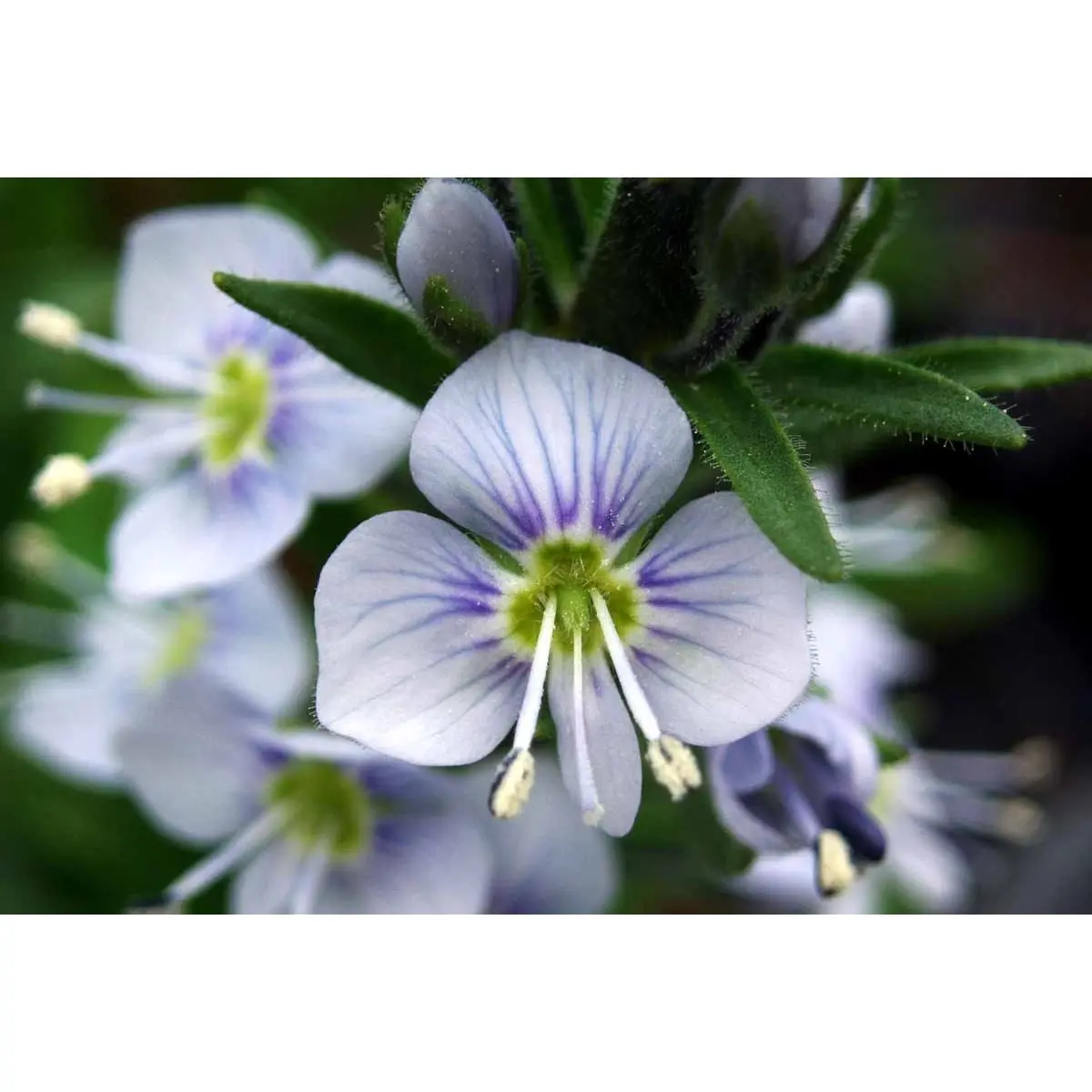 Porcelæns-Ærenspris 'Robusta' - Potte 1 liter