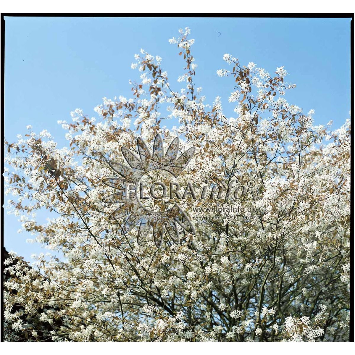 Allegheny Bærmispel