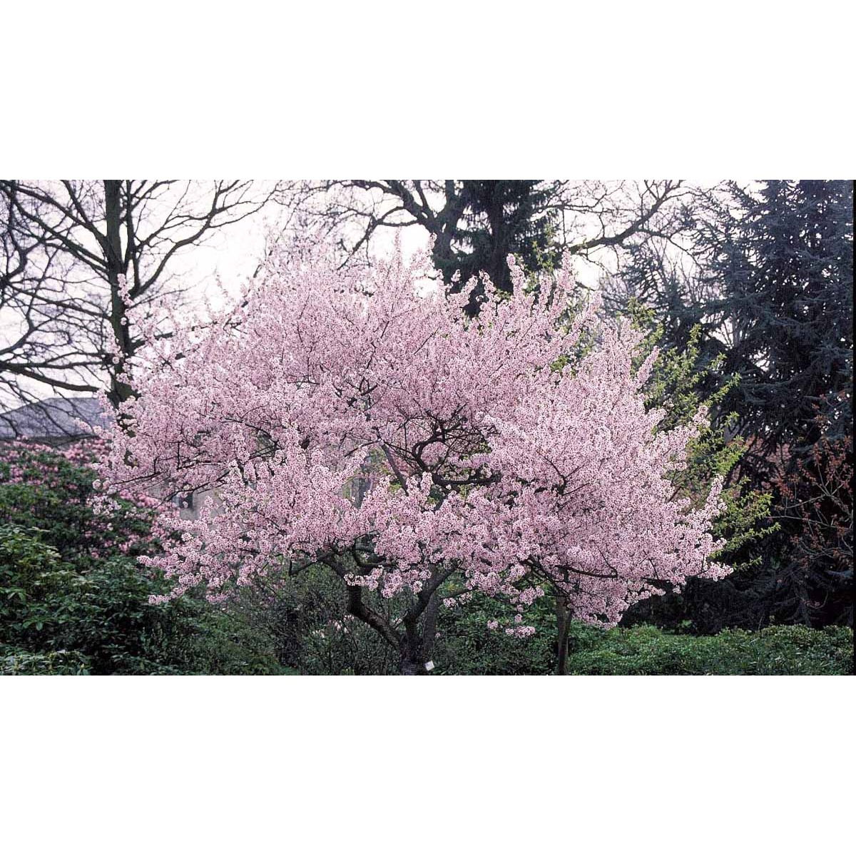 Oktoberkirsebær &apos;Rosea&apos;