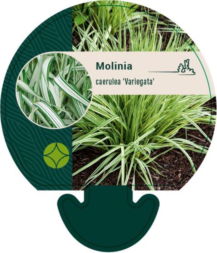 Blåtop 'Variegata' - Potte 0,8 Liter
