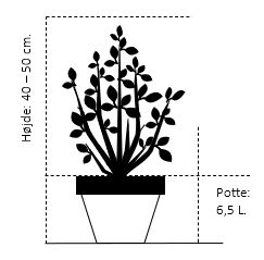 Slangeham Fyr 'Malinki'