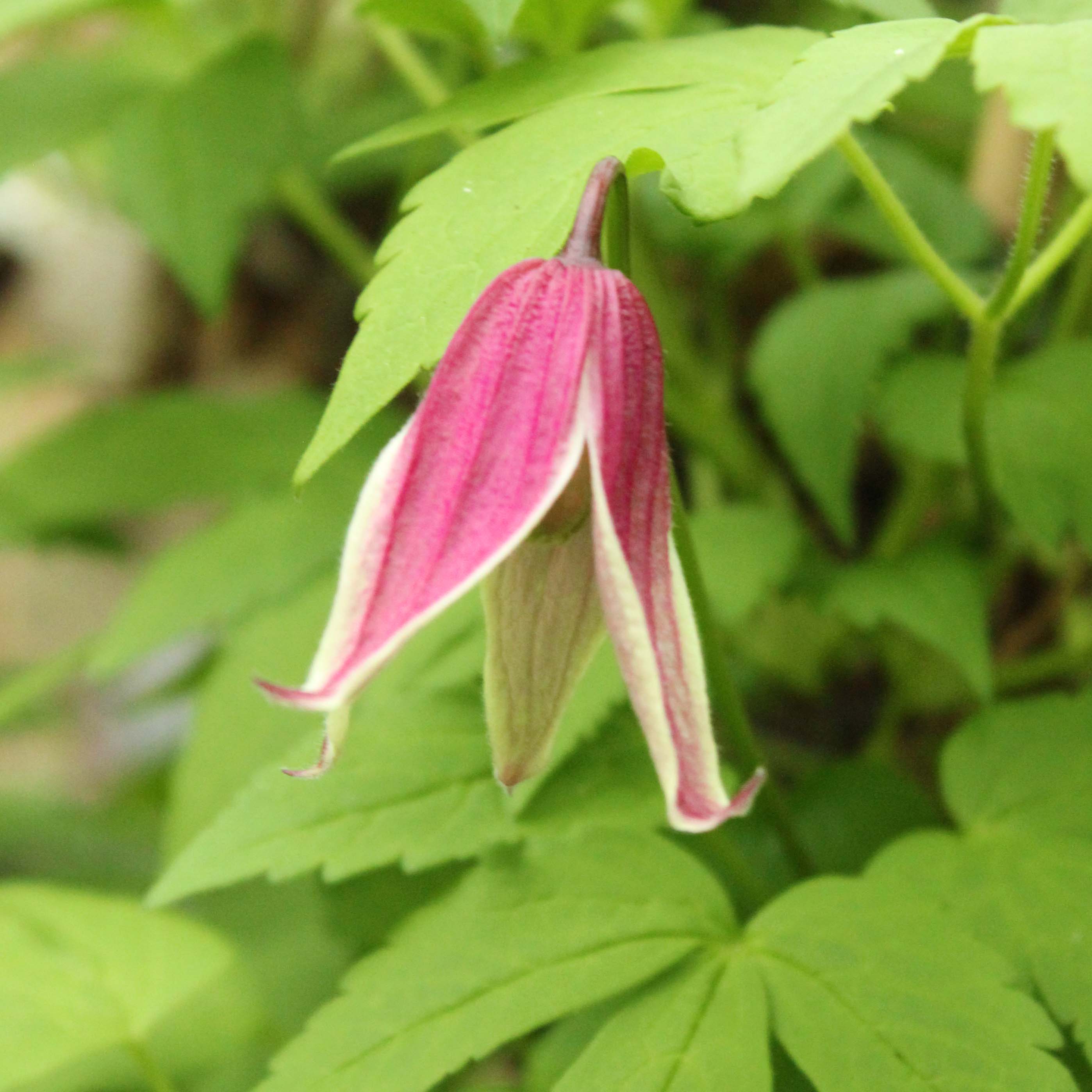 Alpe Skovranke Columella