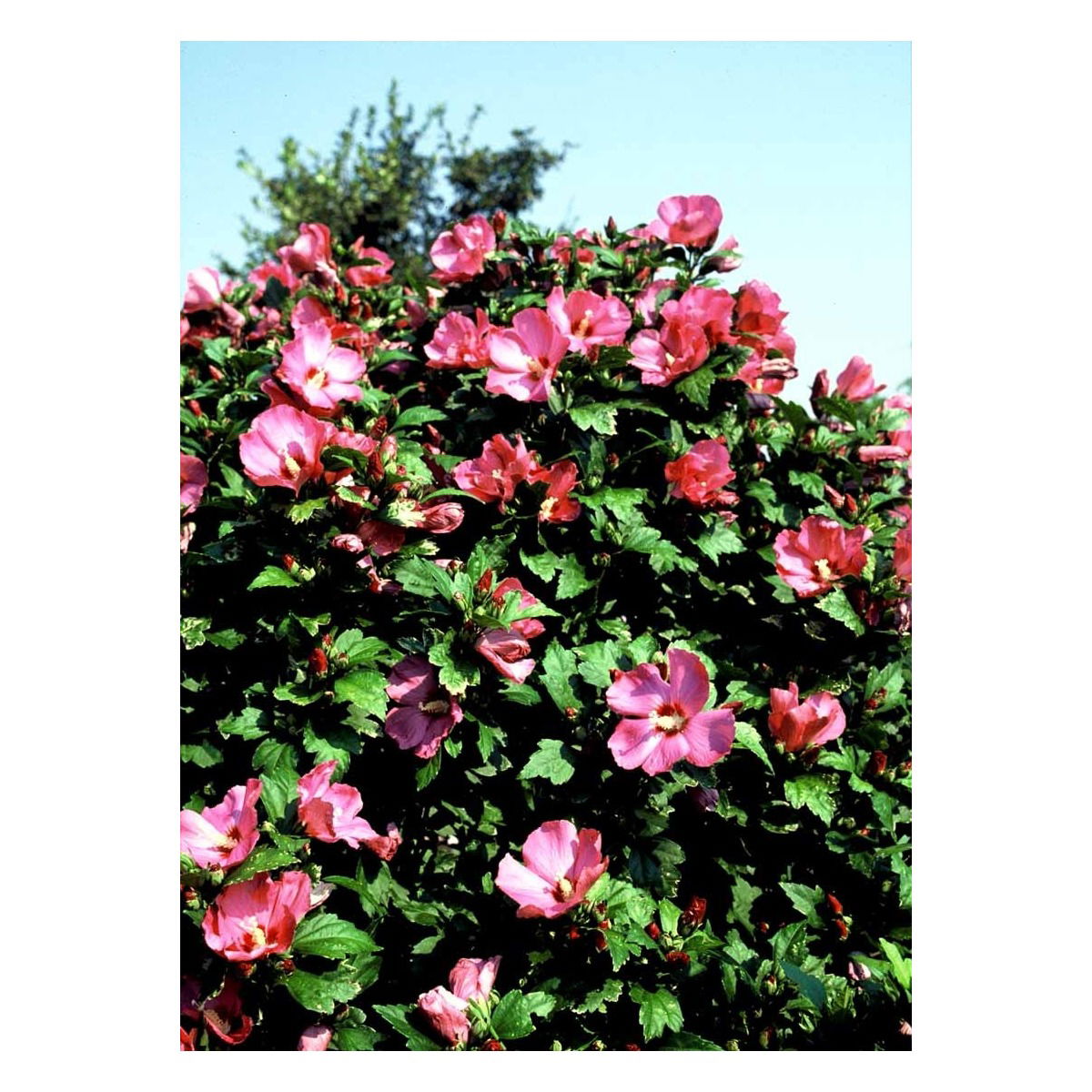 Syrisk Rose &apos;Woodbridge&apos;