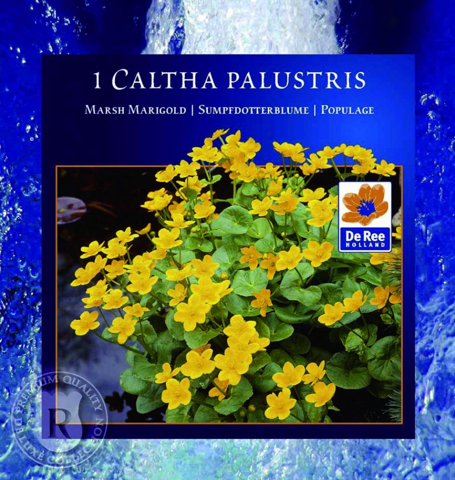 Caltha palustris, Engkabbeleje, Boksen måler 11,8 x 11,2 x 11,2 cm. Indeholder tørt ler. &lt;br&gt;&lt;br&gt;    25 cm lav staude. Blomstrer i maj-juni måned. Små gule blomster.  Trives i sol/halvskygge. Vokser i god næringsrig og meget fugtig havejord. M