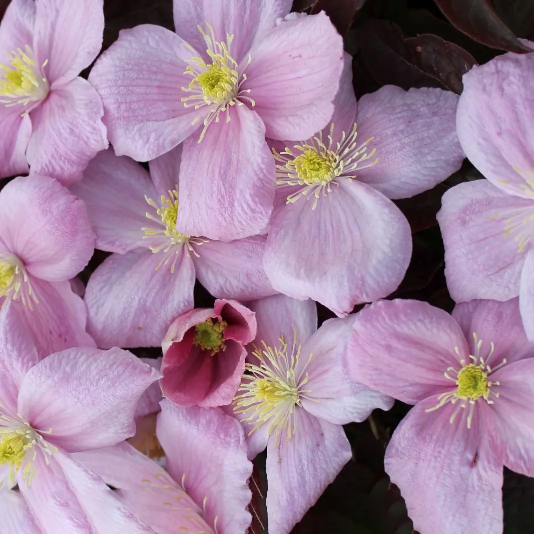 Bjerg Skovranke Fragant Spring