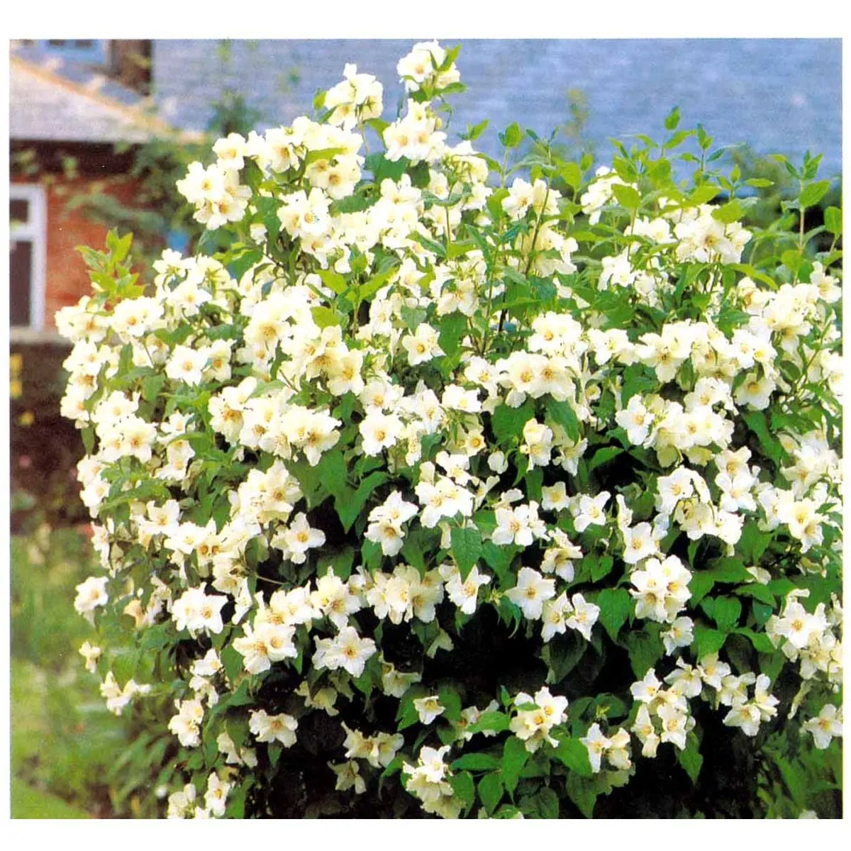 Uægte Jasmin &apos;Belle Etoile&apos;