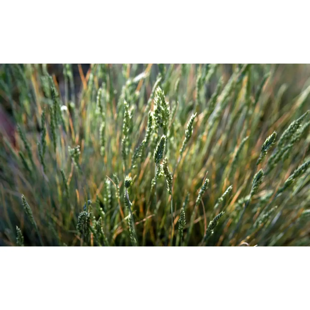 Fåre-svingel - 10 cm. Potte