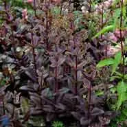 Sankthansurt 'Purple Emperor' - Potte 0,8 Liter