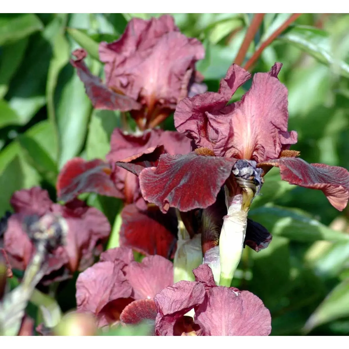 Iris 'Red Orchid' - Potte 1 liter