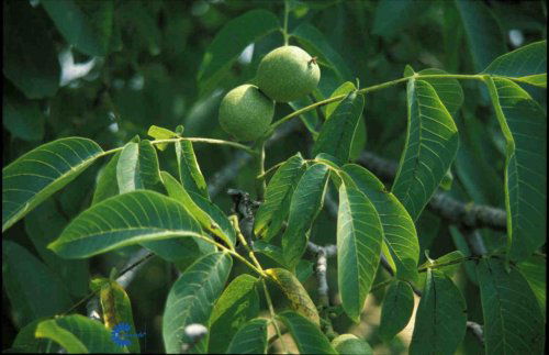 Juglans regia, Valnød, Stort bredkronet træ Mørkegrønt fliget løv Mellemstore nødder Oktober-december
