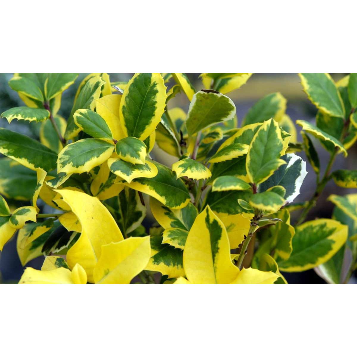 Gulbroget Kristtjørn