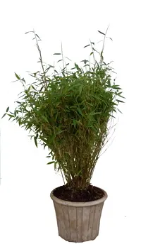 Fargesia murieliae Simba, Gul Bambus Simba, Græs med indtil 2 m høje forveddede strå i en tæt klump Skuddene graciøst overhængende Sol - halvskygge Alm. havejord Velegnet som solitær, i grupper og klippede som uklippede hække