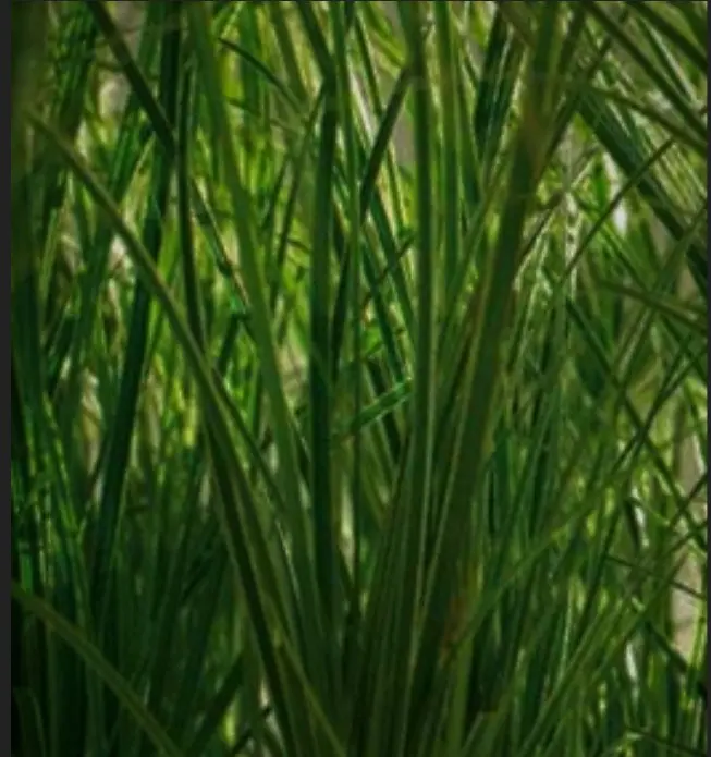Star 'Magic Green' - Potte 2,0 liter