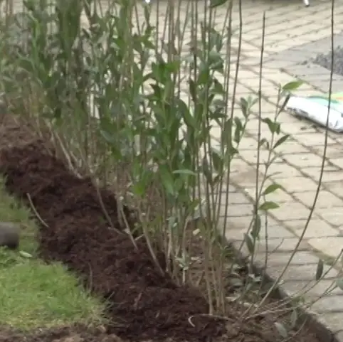 Champost naturgødning