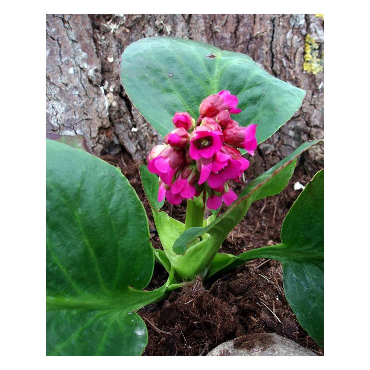 Kæmpestenbræk &apos;Rotblum&apos;