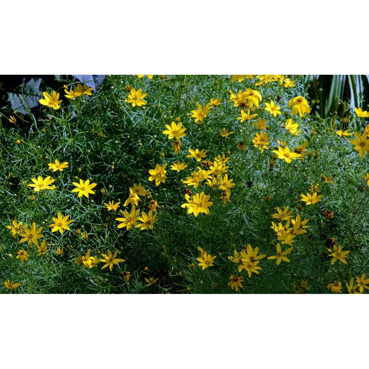 Skønhedsøje 'Grandiflora' - Potte 1 liter