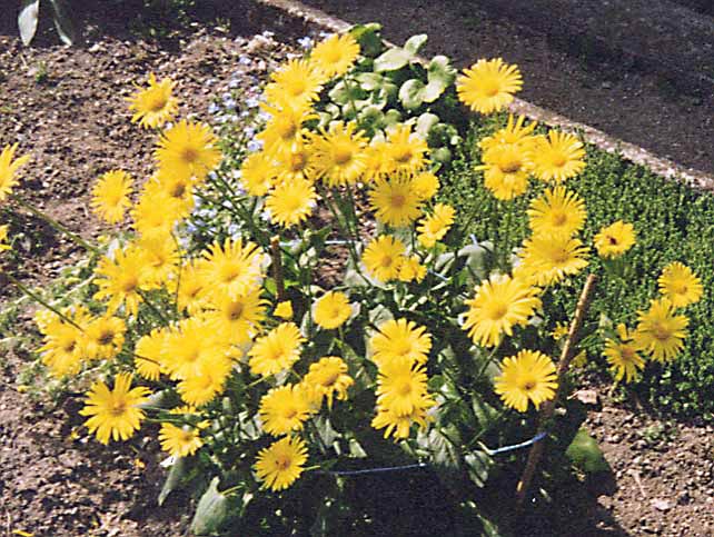 Doronicum orientale Magnificum, Gemserod Magnificum, Halvhøj staude, 40-60 cm Runde til hjerteformede friskgrønne blade Store guldgule kurvblomster på lange stilke i april-maj Sol eller let skygge Snitblomst