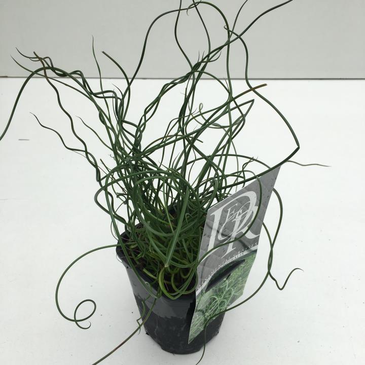 Spiral-Lysesiv - Potte 1,0 liter