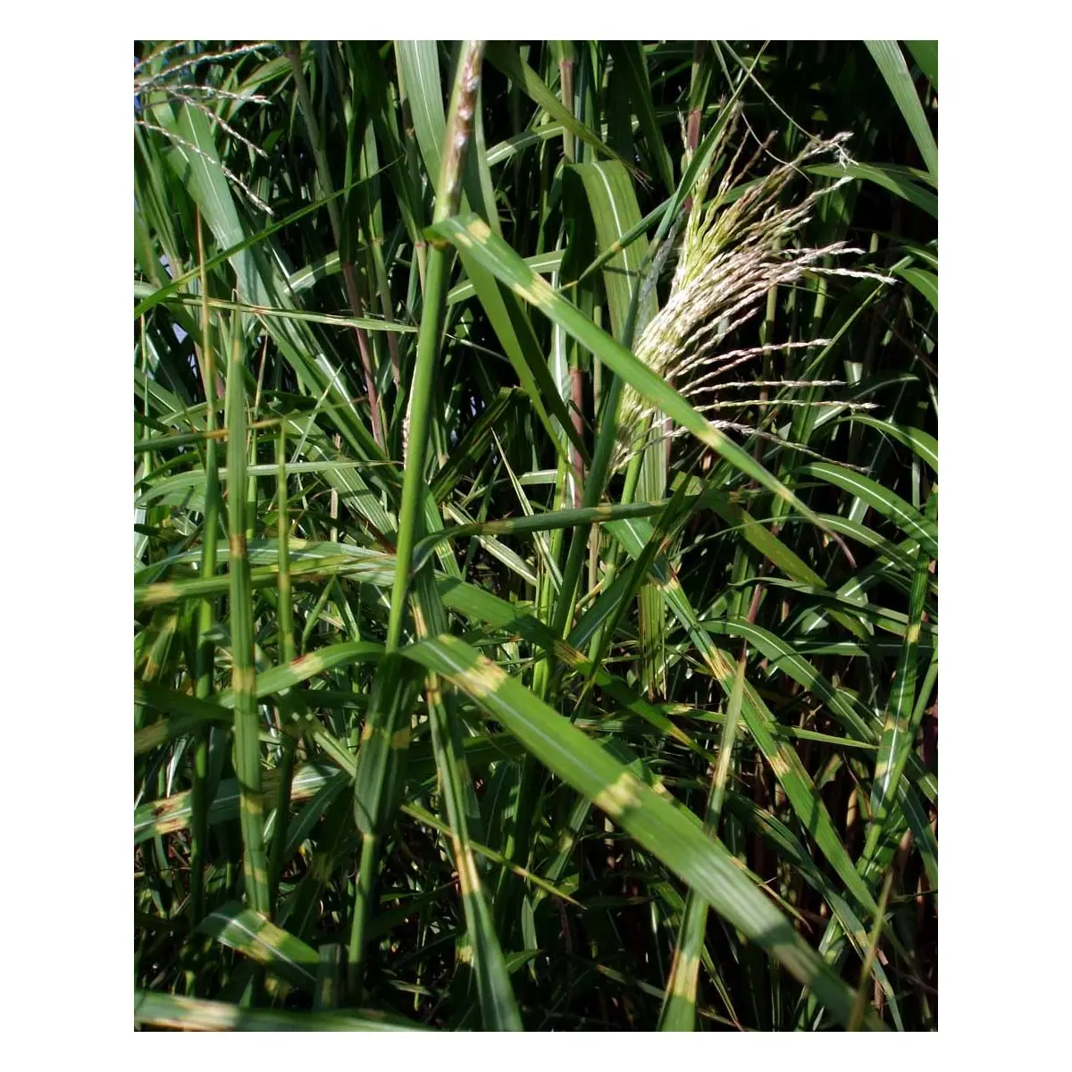 Zebragræs &apos;Strictus&apos;