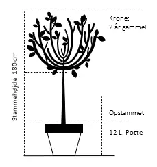 Oktoberkirsebær 'Rosea'