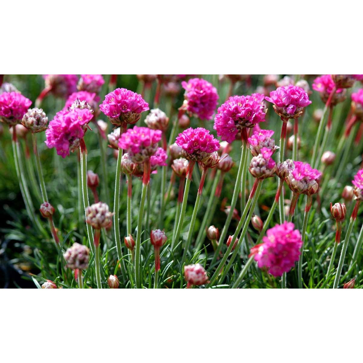 Engelsk Græs &apos;Düsseldorfer Stolz&apos;