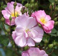 Rosa x &apos;Märchenland&apos;, Buskrose &apos;Märchenland&apos;,