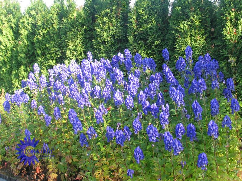 Oktober-Stormhat &apos;Arendsii&apos;