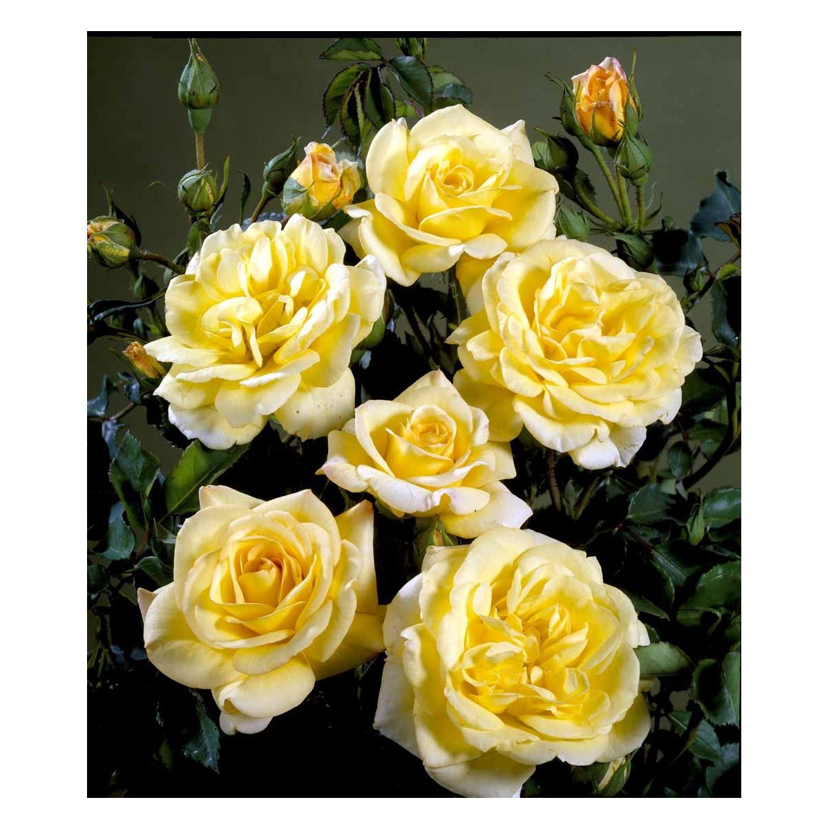 Buketrose &apos;Bella&apos;