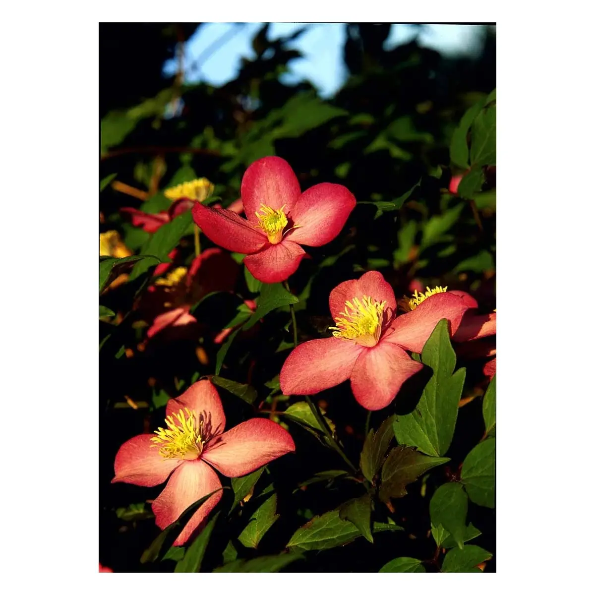 Bjerg-Skovranke &apos;Freda&apos;