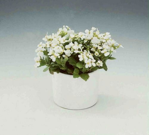 Arabis caucasica, Kalkkarse, 10 - 20 cm høj stenbedsplante Gråfiltrede blade Tæppedannende, tæt vækst Blomstrer fra marts til maj måned med hvide blomster Ynder et tørt voksested Trives bedst i sol eller halvskygge