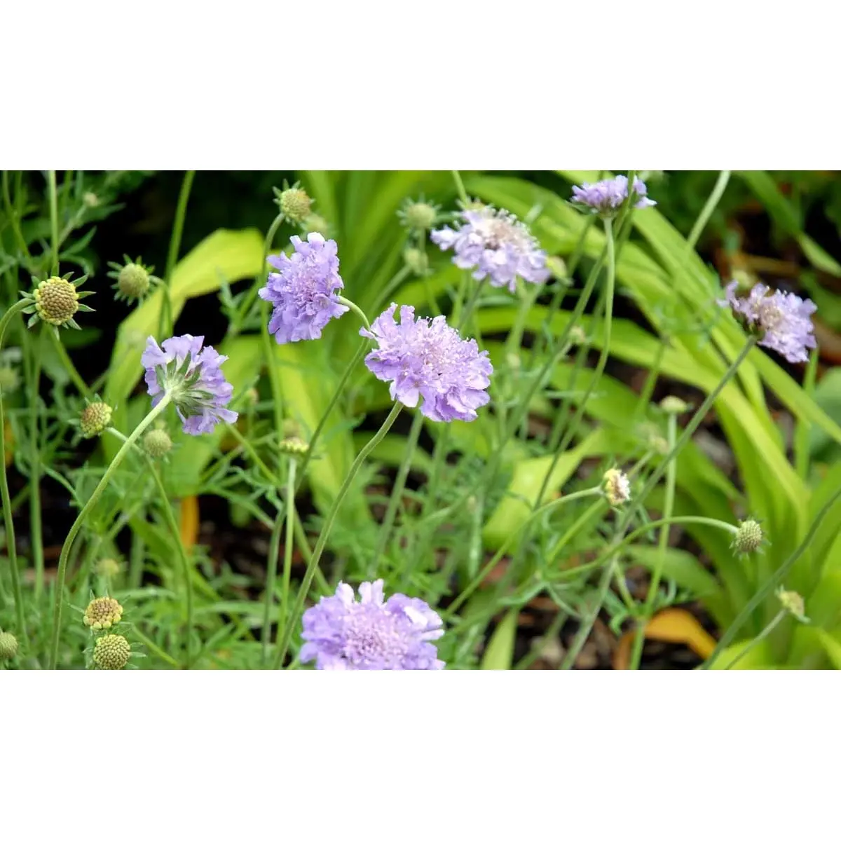 Due-Skabiosa 'Butterfly Blue' - Potte 1 liter