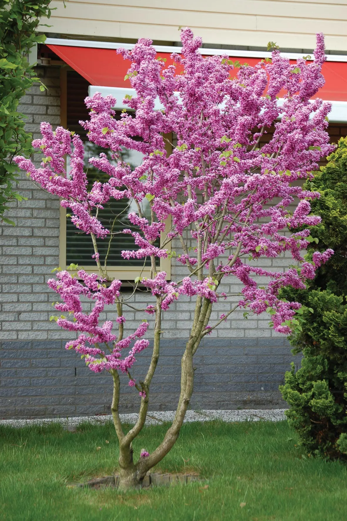 Cercis chinensis Avondale, Judastræ Avondale, Judastræ. Blomster i april-maj mdr. med mørk pinkfarvede blomster. blomster på grenene før løvspring. Blade blanke grønne