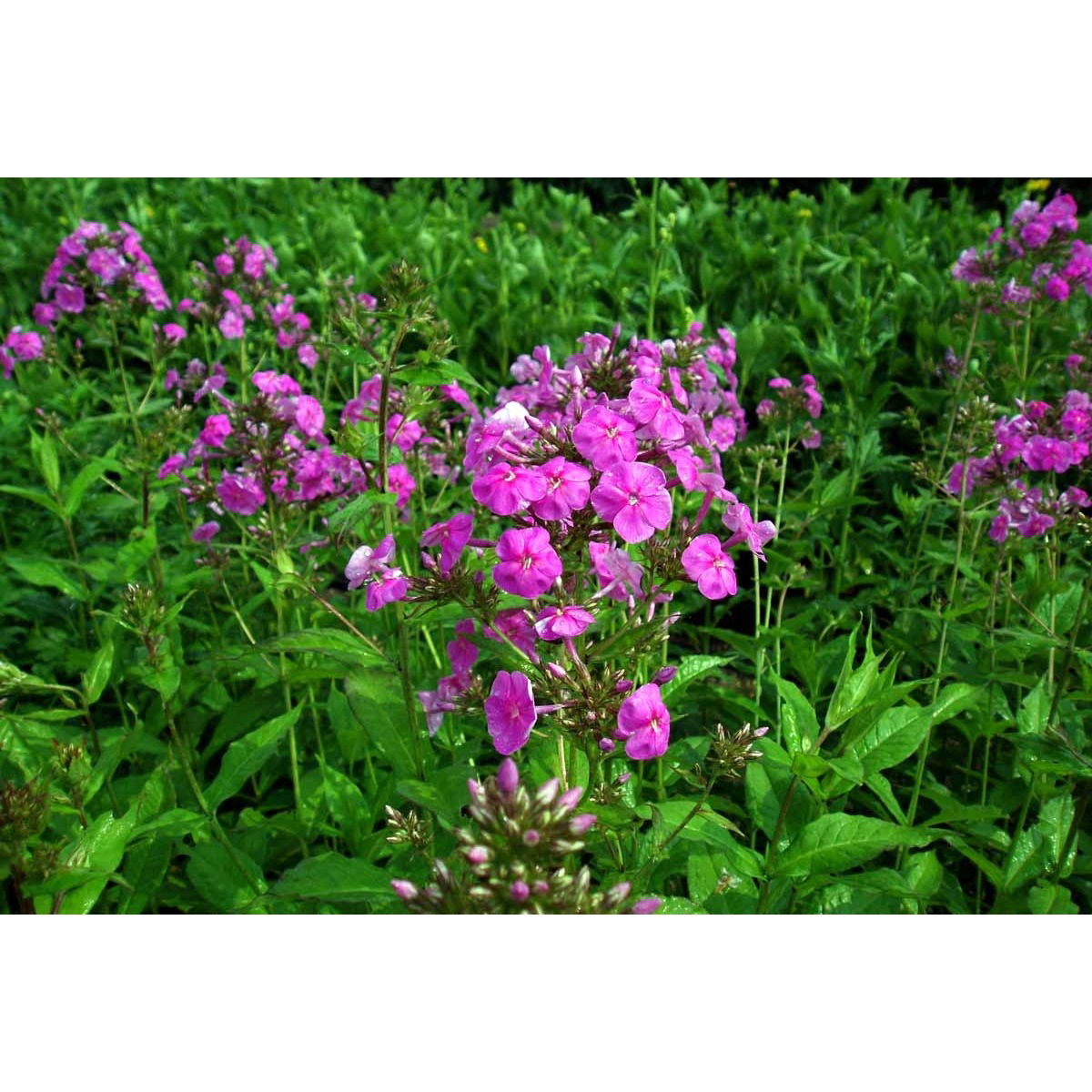 Høstfloks &apos;Amethyst&apos;