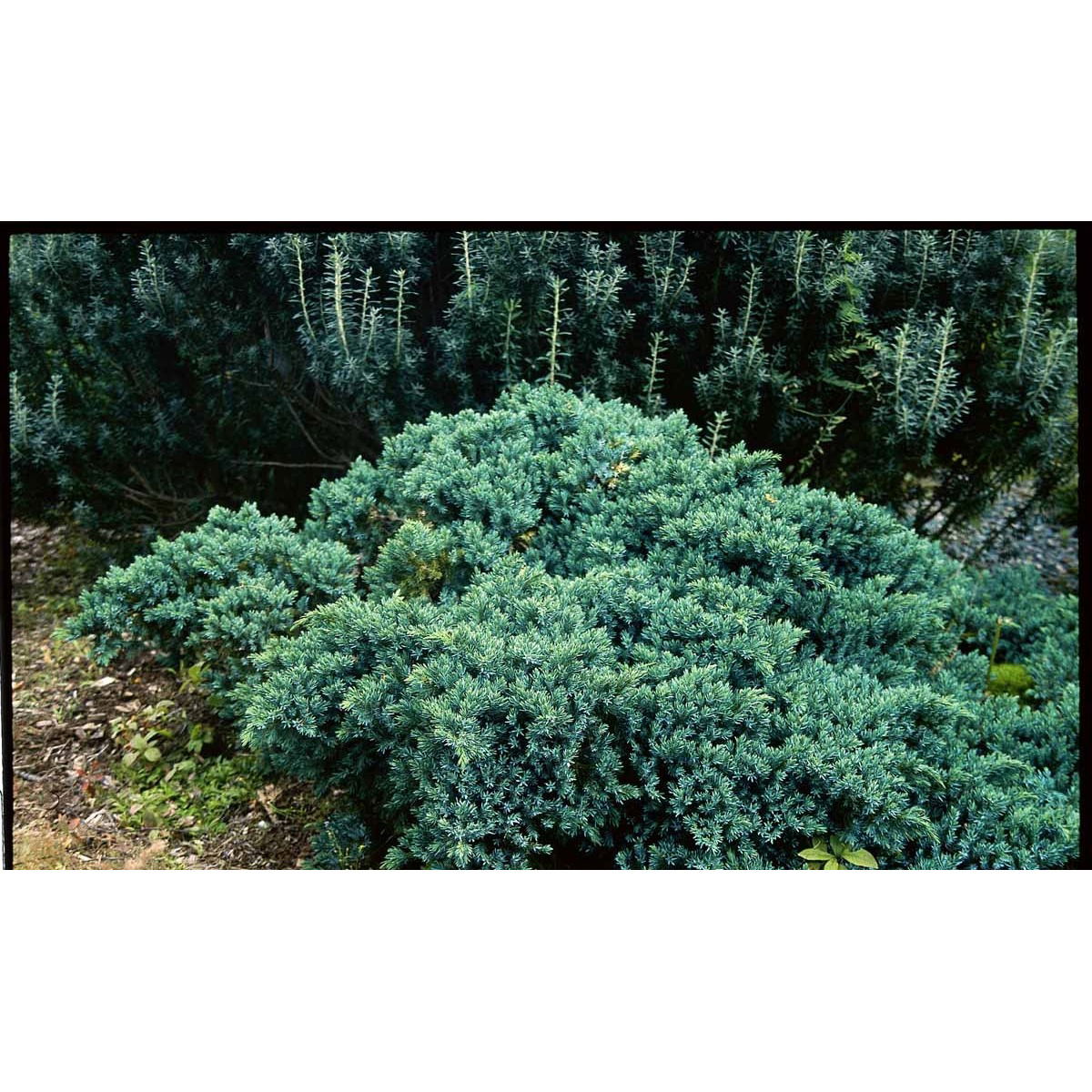 Lavtvoksende Blå Enebær 'Blue Star'